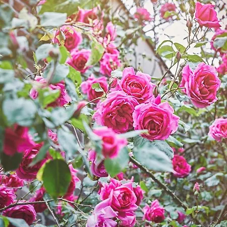 Bed & Breakfast Maas En Heuvel Maastricht