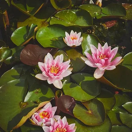 Bed & Breakfast Maas En Heuvel Maastricht Eijsden