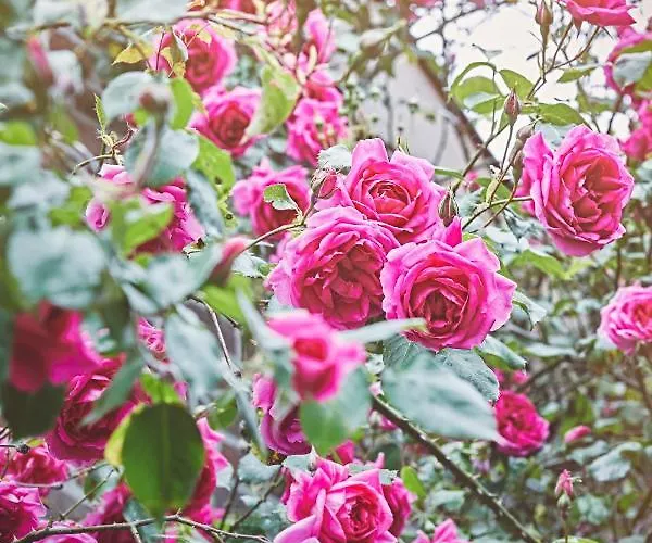 Bed & Breakfast Maas En Heuvel Maastricht