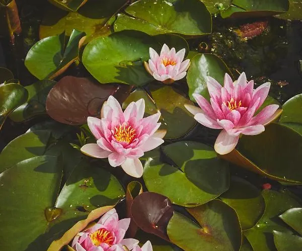 Bed & Breakfast Maas En Heuvel Maastricht Eijsden